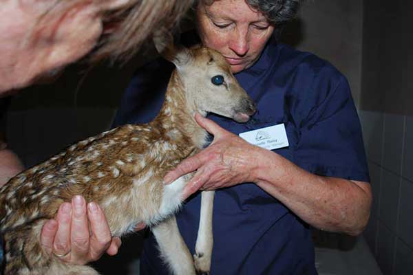 deer_02