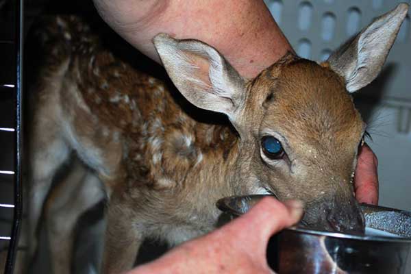 deer_03