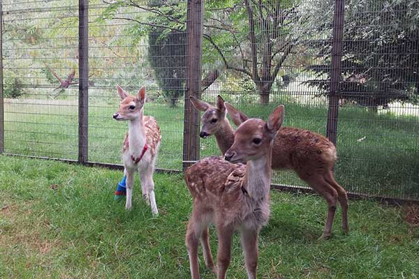 deer_04