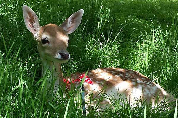deer_05 (1)