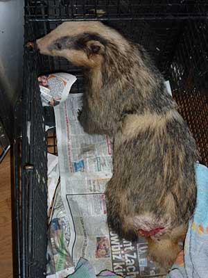 snared_badger_01