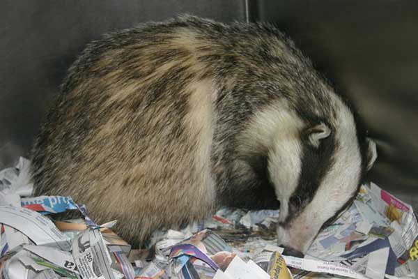 snared_badger_03